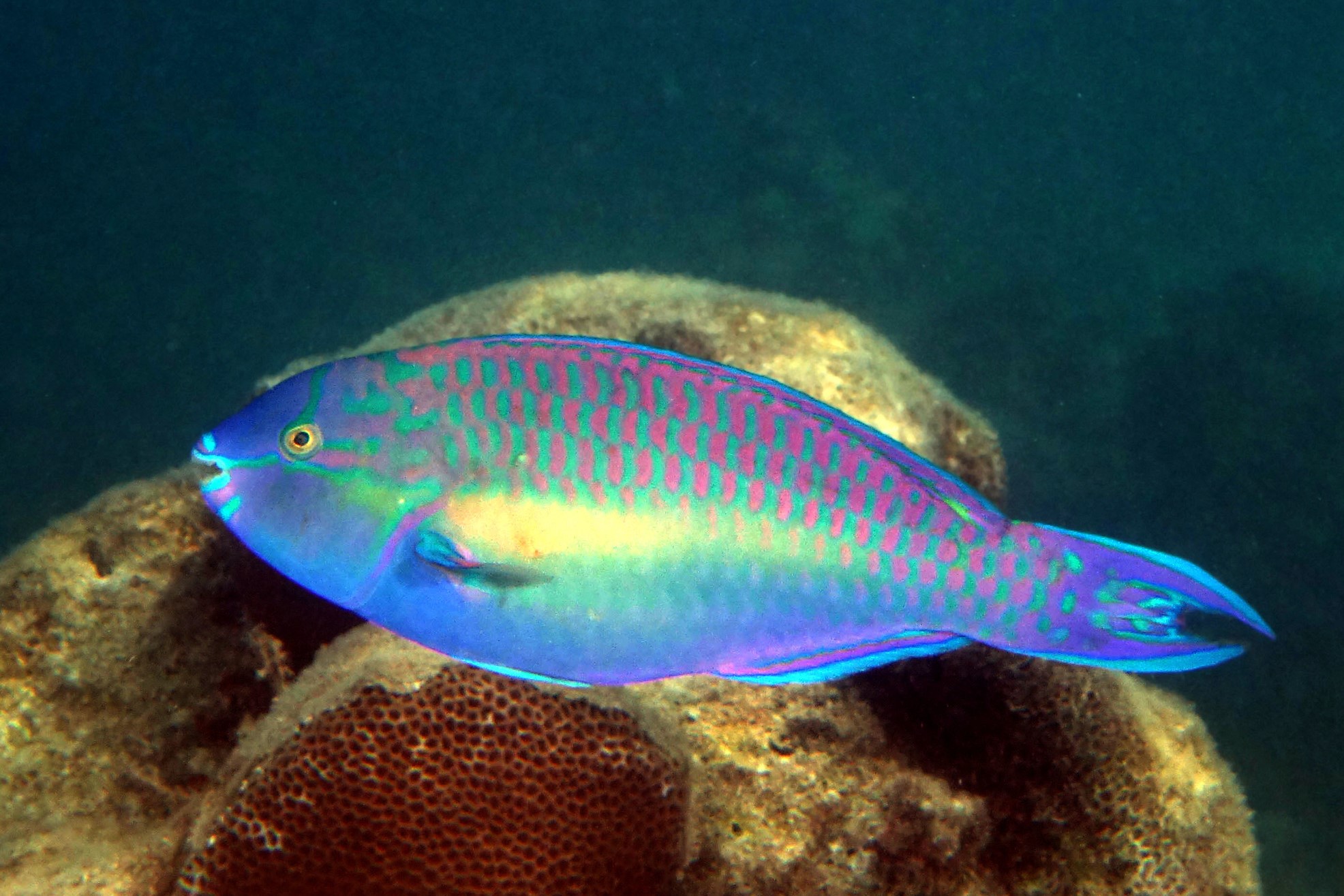Scarus chameleon