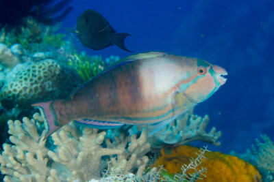 Scarus longipinnis Scaridae