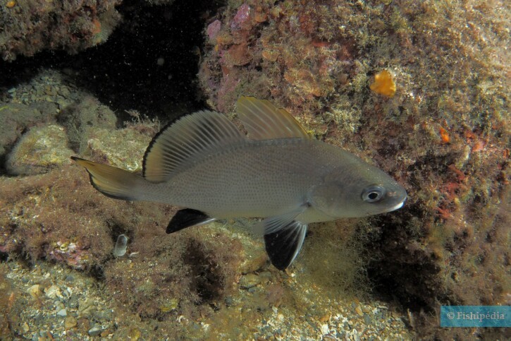 Sciaena umbra - corvina
