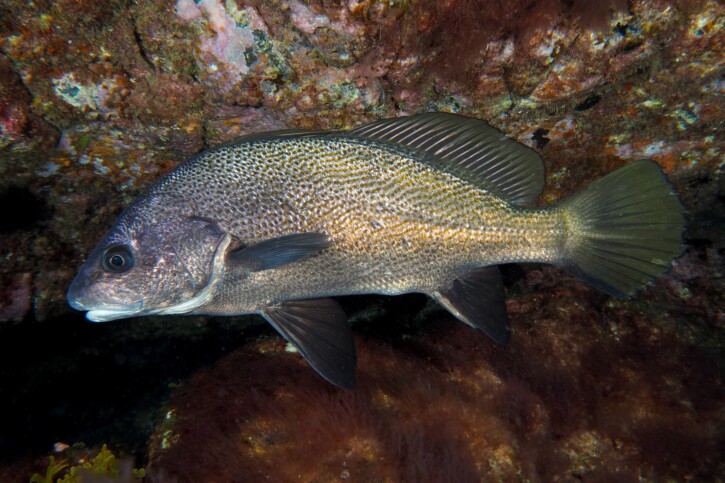 Sciaena umbra - corvina