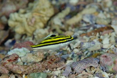 Scolopsis bilineata Nemipteridae