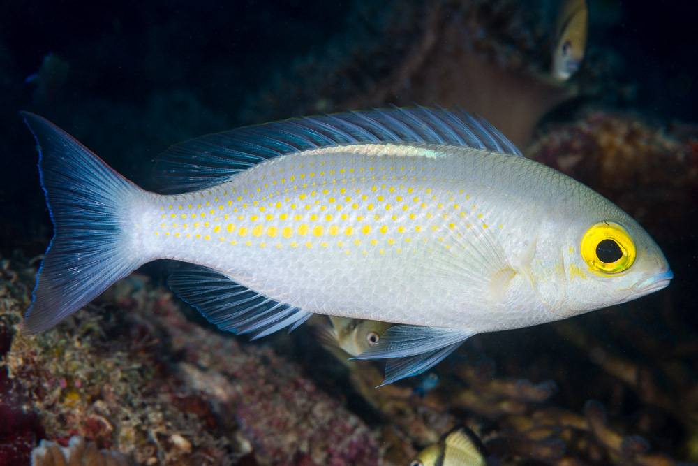 Scolopsis ciliata