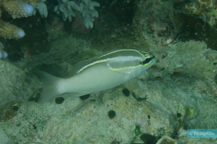 Scolopsis trilineata