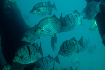 Selenotoca multifasciata Scatophagidae