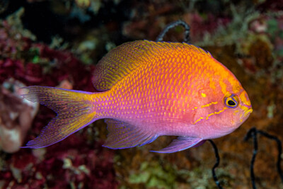 Serranocirrhitus latus Serranidae