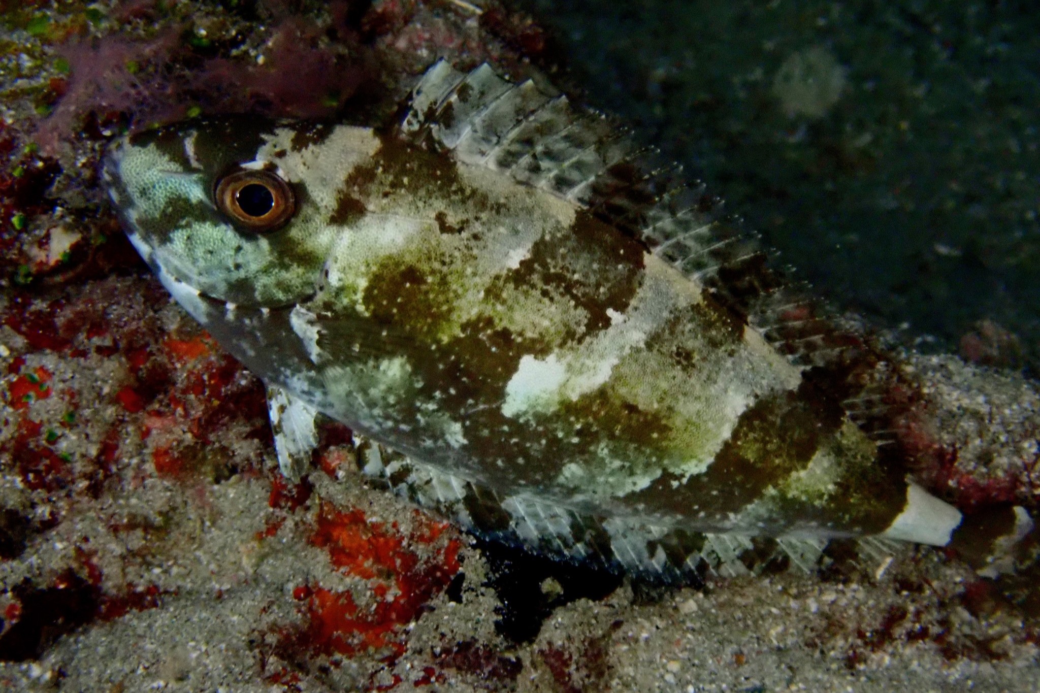 Siganus canaliculatus