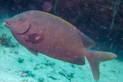 Siganus punctatus Siganidae