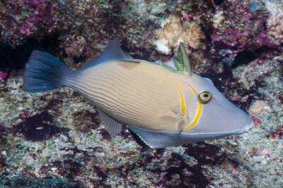 Sufflamen bursa Balistidae