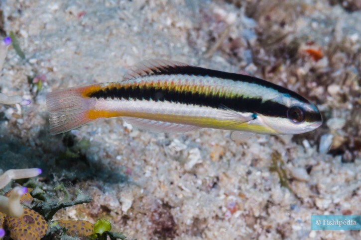 Thalassoma amblycephalum