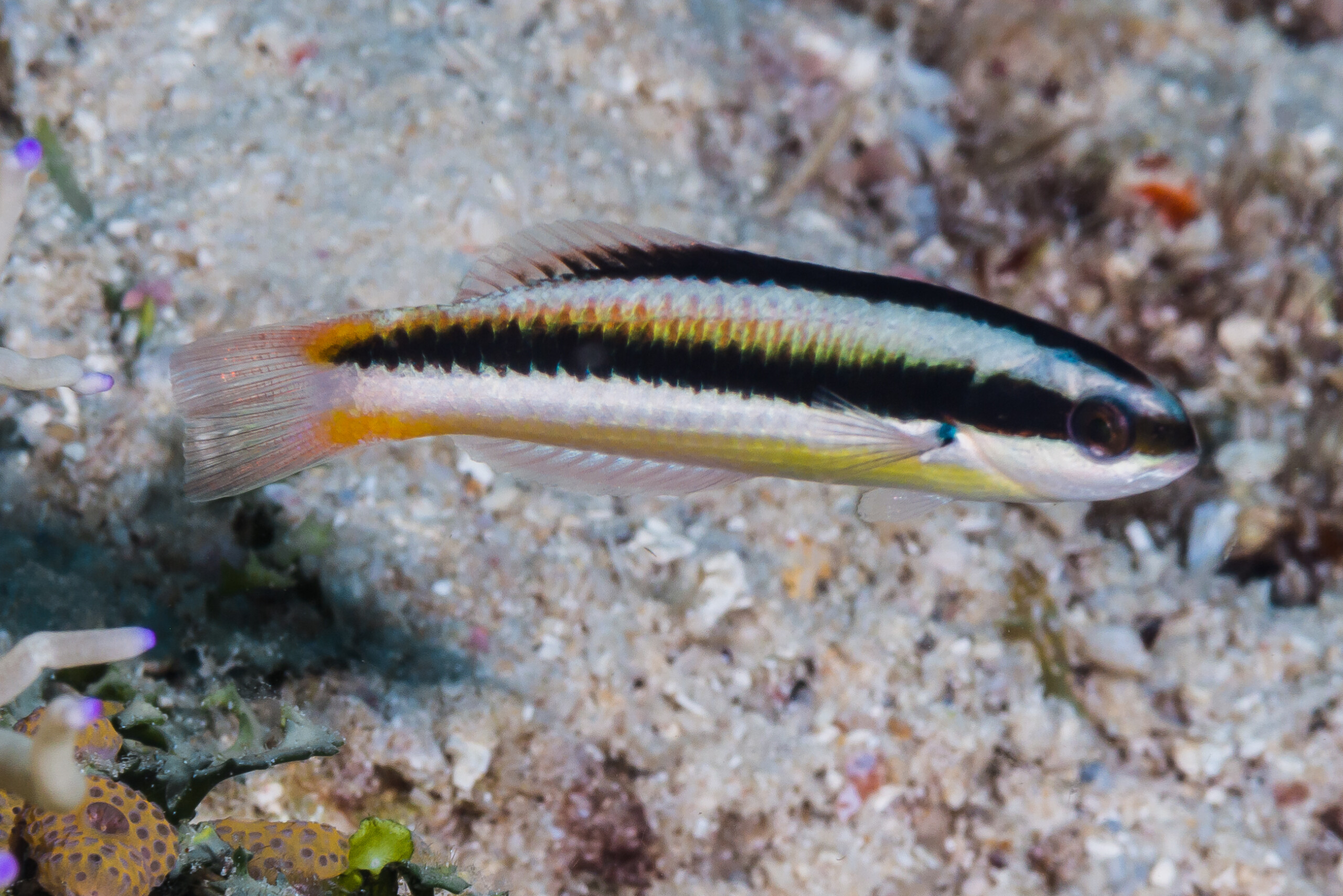 Thalassoma amblycephalum