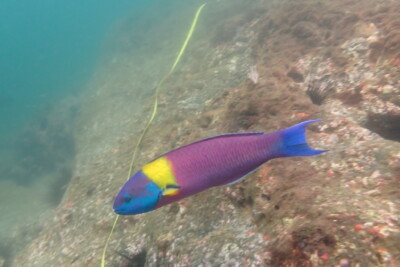 Thalassoma lucasanum Labridae