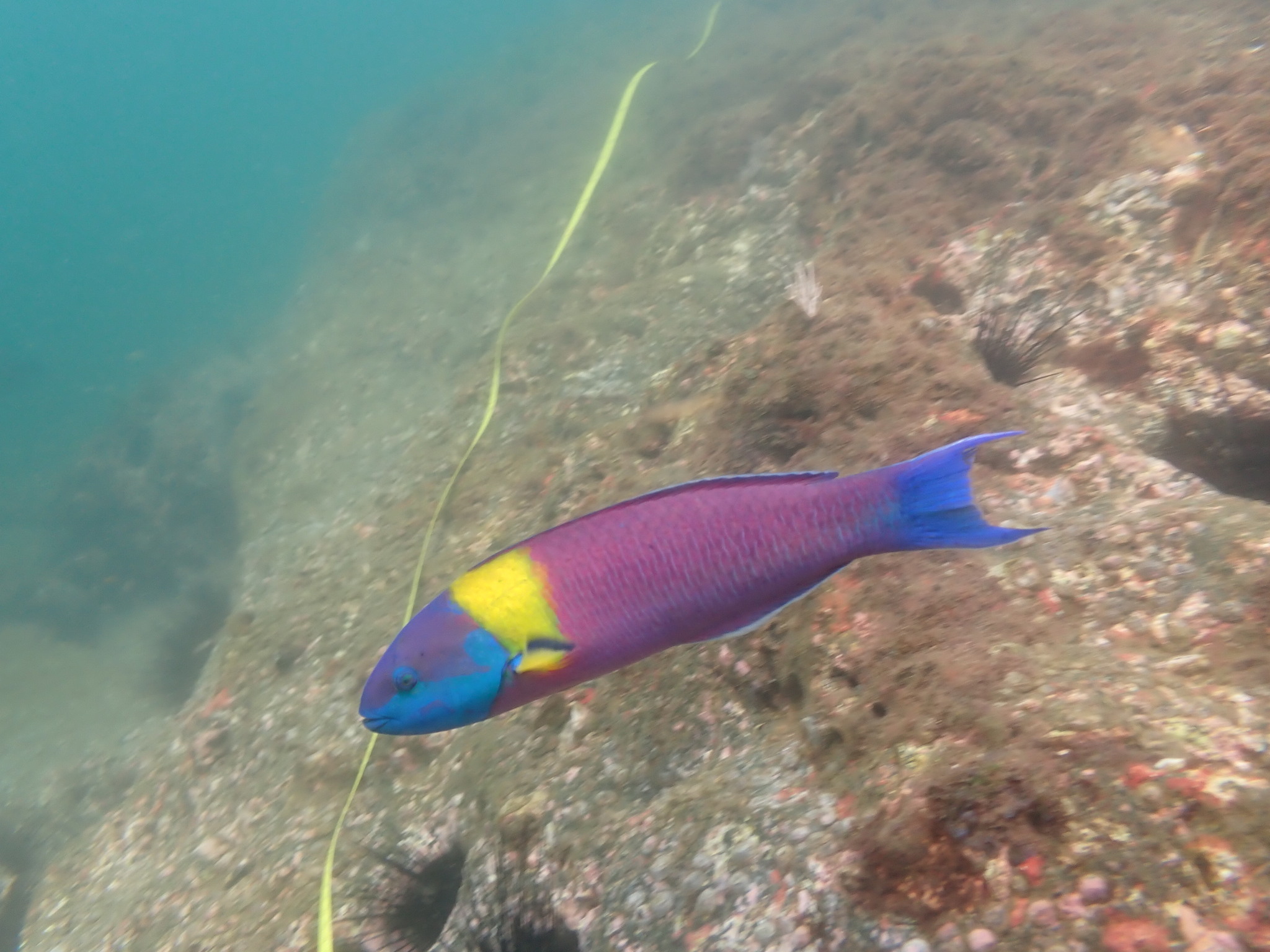 Thalassoma lucasanum