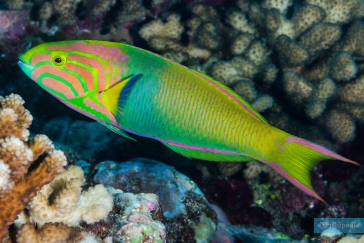 Thalassoma lutescens