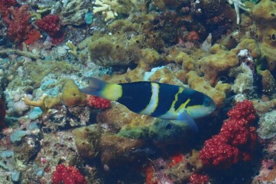 Thalassoma nigrofasciatum Labridae