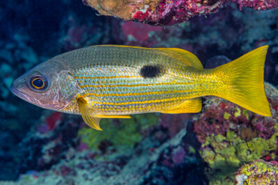 vivaneau-Gibelot Lutjanidae