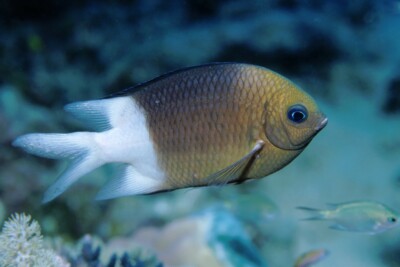 Acanthochromis polyacanthus Pomacentridae