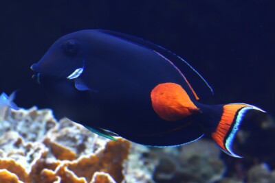 Acanthurus achilles Acanthuridae