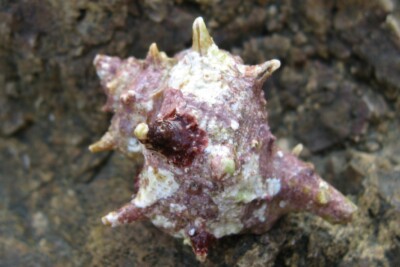 Bolinus brandaris Muricidae