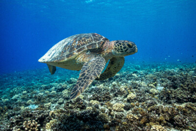 Chelonia mydas Cheloniidae