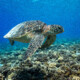 picture of Chelonia mydas