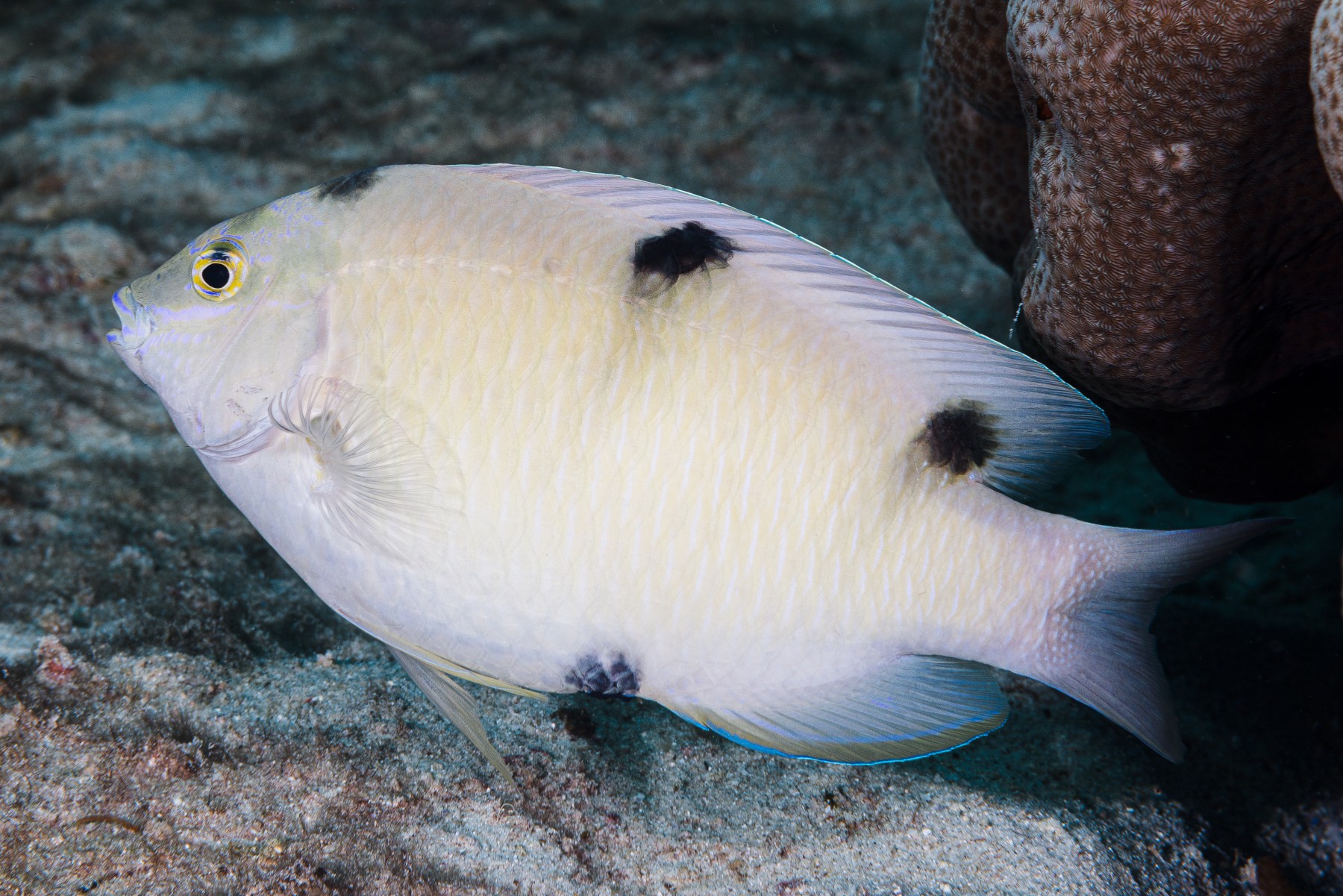 Dischistodus perspicillatus