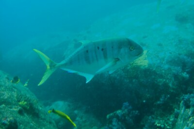 Gnathanodon speciosus Carangidae