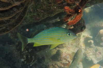 Haemulon sciurus Haemulidae