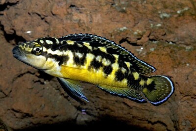 Julidochromis transcriptus Cichlidae