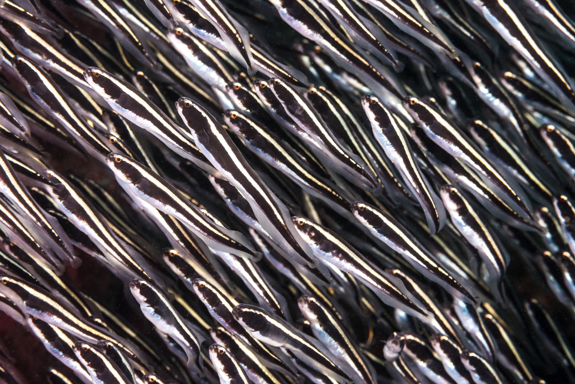 Pholidichthys leucotaenia