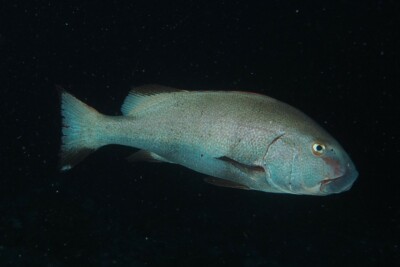Plectorhinchus albovittatus Haemulidae