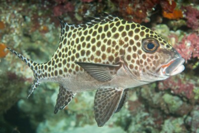 Plectorhinchus chaetodonoides Haemulidae