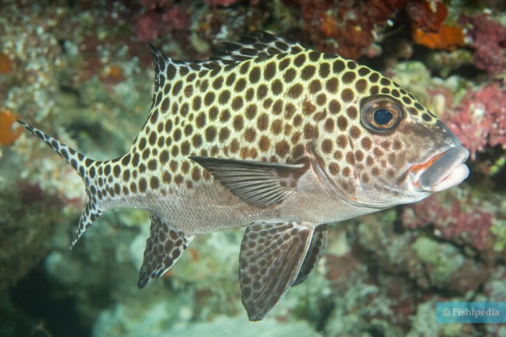 Plectorhinchus chaetodonoides