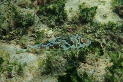 Sphoeroides marmoratus Tetraodontidae