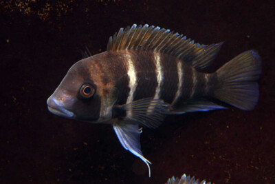Cyphotilapia frontosa Cichlidae