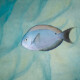 picture of Acanthurus thompsoni