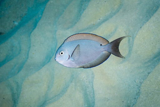 Acanthurus thompsoni