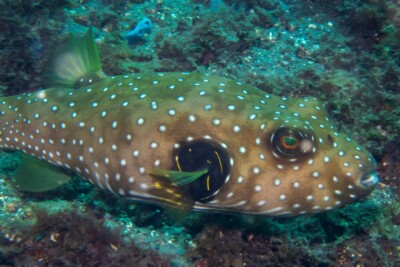 pesce palla a punti bianchi Tetraodontidae