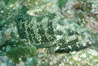 Epinephelus maculatus Epinephelidae