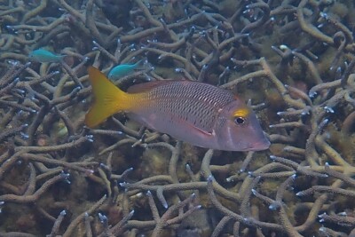 Lethrinus atkinsoni Lethrinidae
