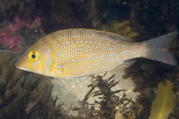 Lethrinus nebulosus