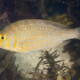 picture of Lethrinus nebulosus