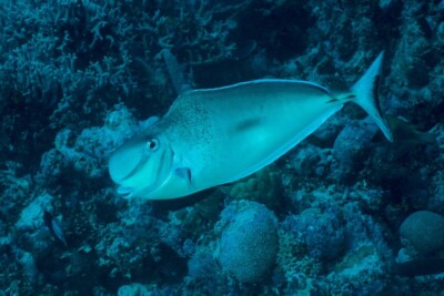 Naso tonganus Acanthuridae
