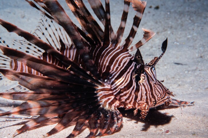 Pterois volitans - pesce leone orientale
