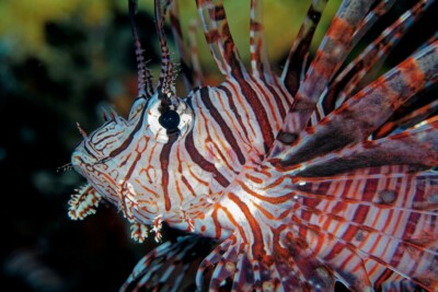 pesce leone orientale Scorpaenidae