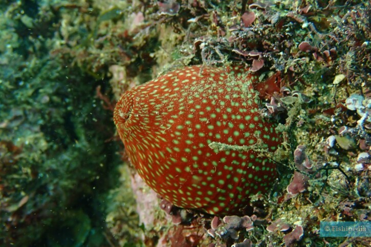 Actinia fragacea