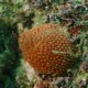 picture of Actinia fragacea