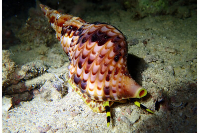 Charonia tritonis Charoniidae