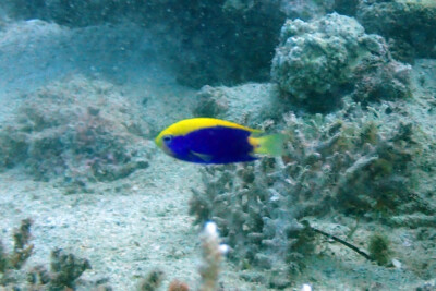 Chrysiptera starcki Pomacentridae