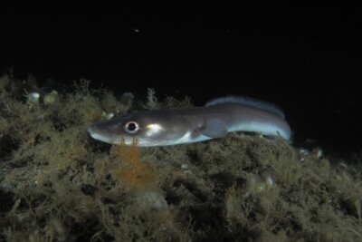 grongo Congridae