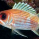picture of Holocentrus rufus